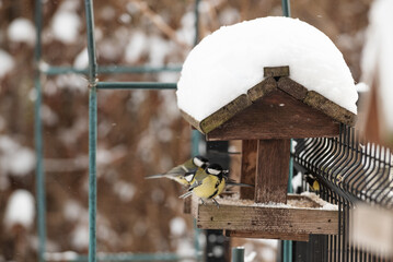 In winter, birds eat grains from a home feeder