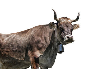 Tyrolese grey cow with horns and bell isolated on transparent background