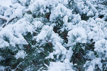 Close-up of a Christmas tree under fresh snow in winter in the forest.