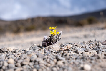 Everlasting flower on top of Kilimanjaro