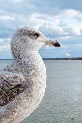 Closeup shot of a juvenile gull or European herring gull perched on a railing. Wild bird on the background of the sea
