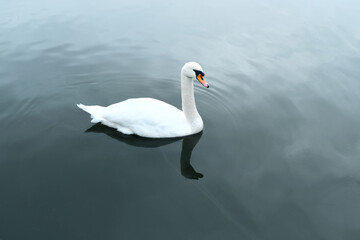Fototapeta na wymiar Closeup shot of a beautiful white swan in the water. Wild bird on the background of the sea or lake