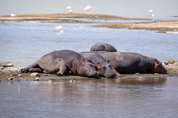 Hippopotamus in water in ngorongoro crater national park Tanzania
