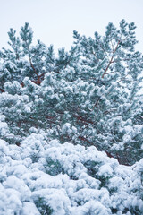 Close-up of a Christmas tree under fresh snow in winter in the forest.