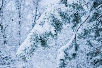 Close-up of a Christmas tree under fresh snow in winter in the forest.