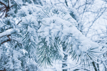 Close-up of a Christmas tree under fresh snow in winter in the forest.