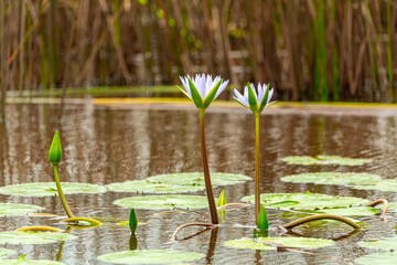 Water lily flower sprouting up through green, leaf pads in eastern Australia. 