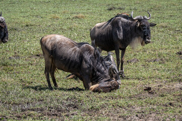 Wildebeest in Serengeti national park Tanzania during dry season