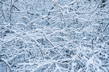 Landscape of winter forest after snowfall in the morning.