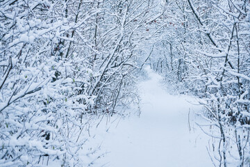 Landscape of winter forest after snowfall in the morning.