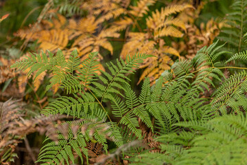 Fern plant seen in Australia during spring time in rainforest area. 