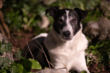 Portrait of Black and white dog sitting in the sun