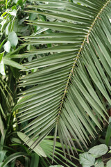 Fototapeta na wymiar Closeup view of tropical green leaves. Background flat made of leaves. Natural texture