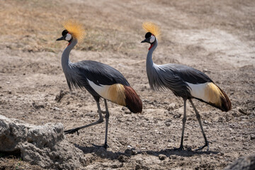 Obraz premium Two grey crowned cranes in the wild. 