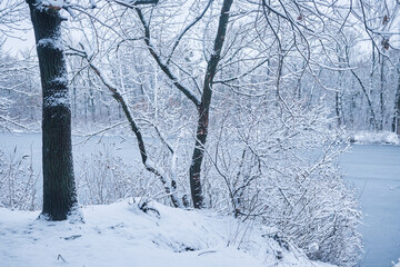 Landscape of a lake in a snowy forest in winter.