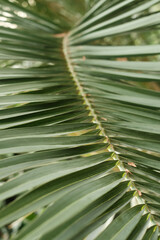 Closeup view of tropical green leaves. Background flat made of leaves. Natural texture