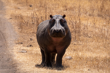 Hippopotamus standing outsides of water in Serengeti national park Tanzania. 