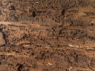 Inner bark texture of a tree attacked by bark beetle
