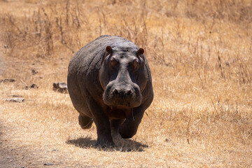 Hippopotamus standing outsides of water in Serengeti national park Tanzania. 