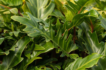 Tropical plants seen on the east coast of Australia during autumn. 