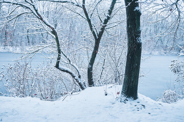 Landscape of winter forest after snowfall in the morning.