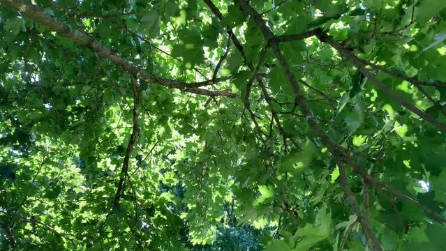 Under branches of a green maple tree blowing in the breeze