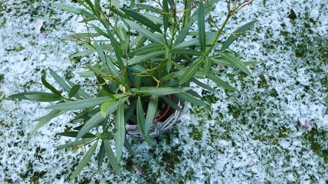 Oleander plant covered with snow in a white pot. Nerium oleander in winter. Garden maintenance in winter. Plants in winter	
