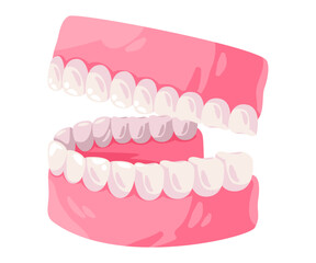 up and lower jaw mouth gums and teeth orthodonthic drawing illustration