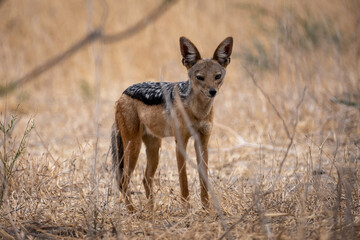 Jackal standing in savana, Tanzania national park. Portrait photo
