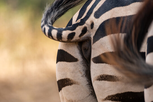 A closeup shot of Zebras Ass or behind. Animal ass. National park Tanzania. 