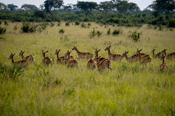 Naklejka na ściany i meble Heard of Impalas in Serengeti national park Tanzania