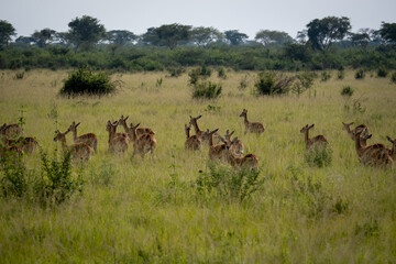 Fototapeta na wymiar Heard of Impalas in Serengeti national park Tanzania