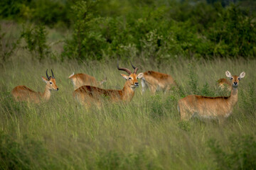 Heard of Impalas in Serengeti national park Tanzania