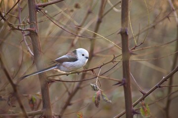  A long-tailed tit sits on a branch.