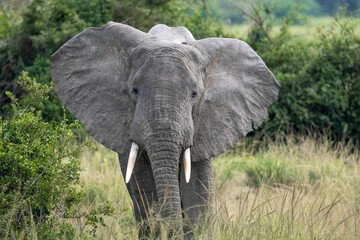 African Elephant in the Wild. National park Tanzania. 