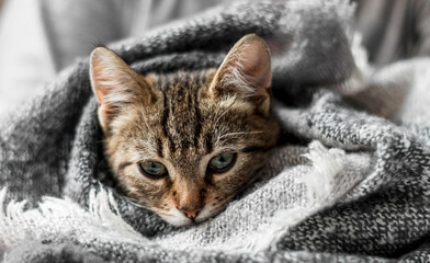 Fototapeta na wymiar Cute striped kitten wrapped in a scarf. Close-up of a cat's muzzle wrapped in a knitted blanket. Cozy and warm concept.