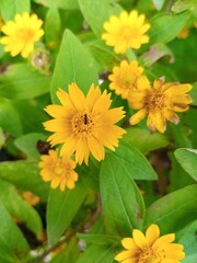 yellow flowers in the garden