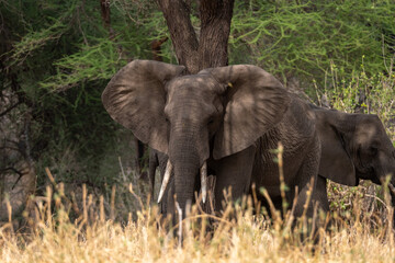 African Elephant in the Wild. National park Tanzania. 