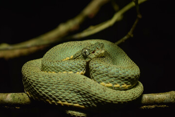 Bothrops bilineatus