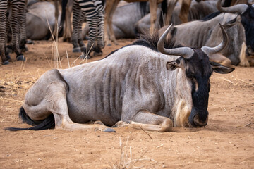 Wildebeest in Serengeti national park Tanzania during dry season