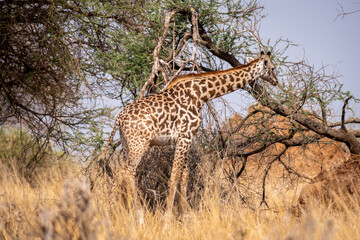 Giraffe in Serengeti national park. Safari wildlife. 