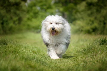 Old English Sheepdog running towards the camera in a field