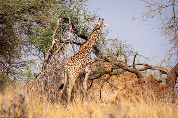Giraffe in Serengeti national park. Safari wildlife. 