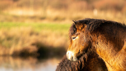 Head of a wild brown Exmoor pony, against a blue sky in the nature reserve in Fochteloo, Fall colors in winter. The Netherlands. Selective focus., web banner, long cover, panorama, social media
