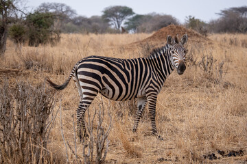 Zebra in the grass nature habitat, National Park of Tanzania. Wildlife scene from nature, Africa