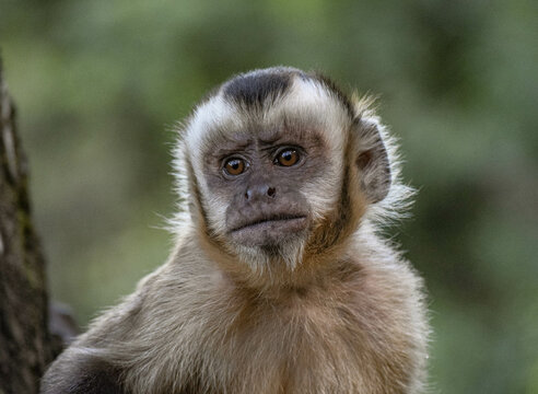 Mono capuchino (Senda Verde)