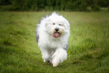 Old English Sheepdog walking directly towards the camera