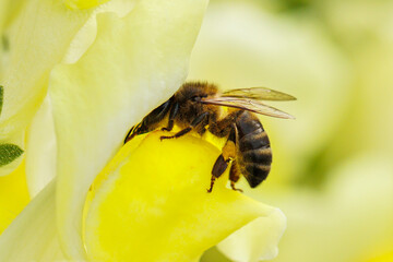 macro photography of bee pollinating on yellow flowers