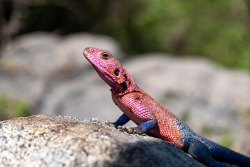 Colorfull gecko on a rock in Serengeti national park Tanzania