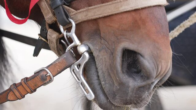 Close-up of a horse's muzzle